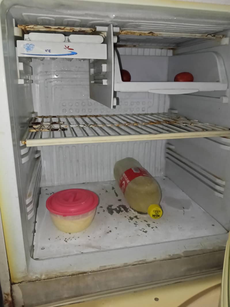pell medium fridge 2