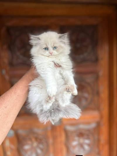 Persian good breed kittens avail. WhatsAp=O310-3699468