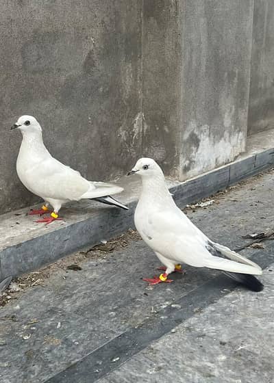 Sialkot pigeon for sale