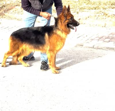 Imported German Shepherd | Long coat | Female | GSD | Dof For sale