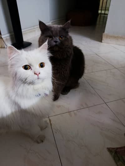 Persians cats for sale