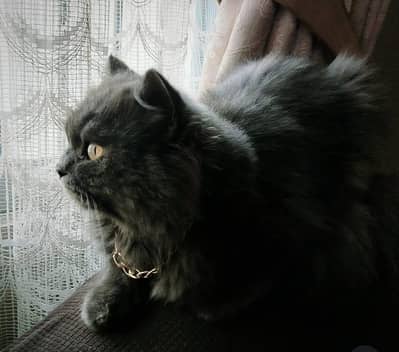 I'm selling my parsian male cat. very lovely and liter traind