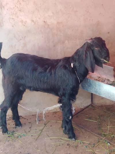 black bakra