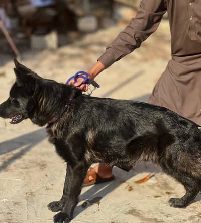 padigree Black German shepherd Dog / long coat dog/ gsd male dog