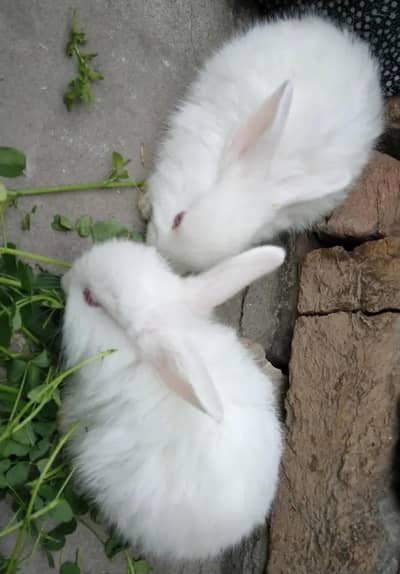 red eyea rabbits   for sale