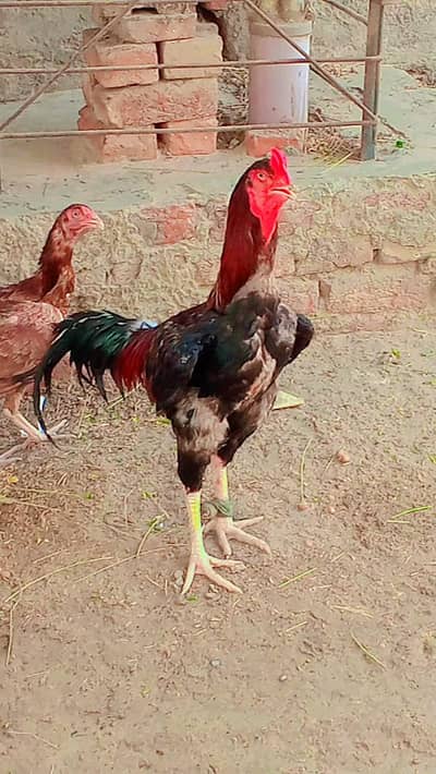 Aseal Roster for sale