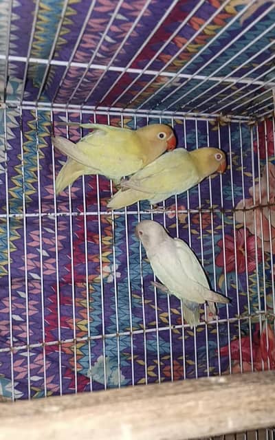 Love Birds for sale