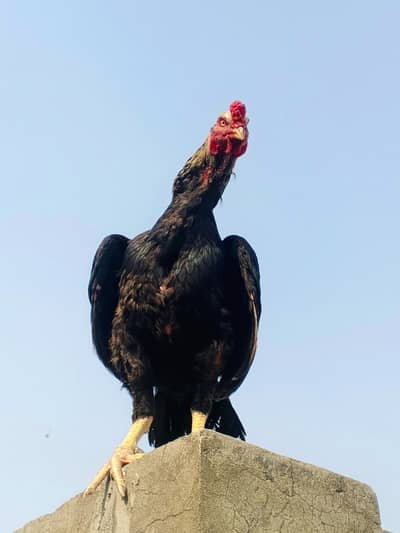 SindhiSindhi Aseel murga 1 year 2 months old [03278846467]