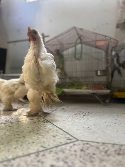 white heavy buff. health and active