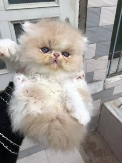 Cfa line parents pure  peki kittens