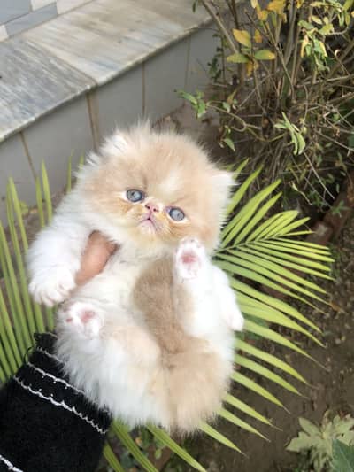 Peki kittens/ cfa bloodline / pure peki /more than triple coated