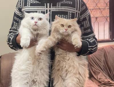 persion cats pair available for sale