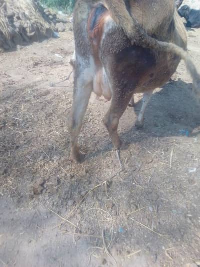 jarsi cross nasal, 3rd wara, for call or what's up 03421217945