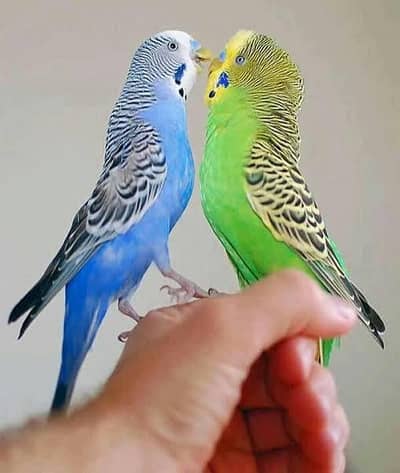 Australian parrots