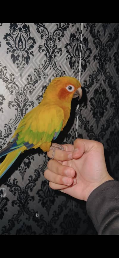 Sunconour fully handtame pec