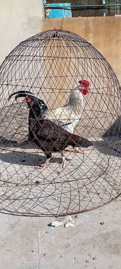 Healthy & Active Hens Pair for Sale