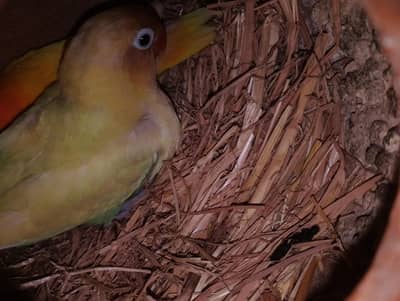 fisher with egg Perot and other birds etc only serious buyer