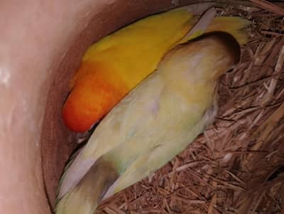 fisher with egg Perot and other birds etc only serious buyer