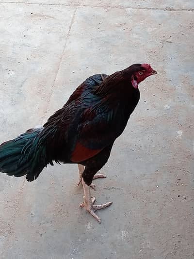 aseel sindhi breeder