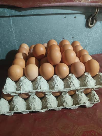 Lohman brown Agges and hens for salle