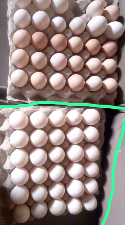 Khaki Campbell DUCK FreshFertile eggs for sale in Islamabad Rs 80 each