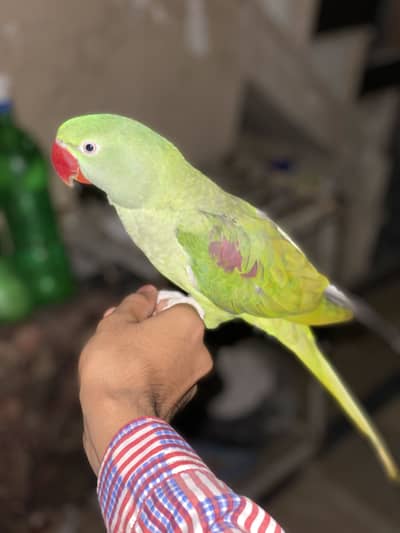 Kashmiri Raw hand Tame