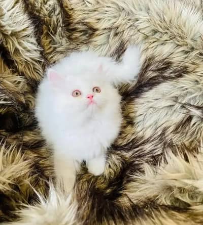 Persian  | Persian Cat | Punch Face Persian 0340==1247==576