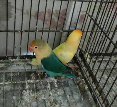 Parblue male & Creamino female