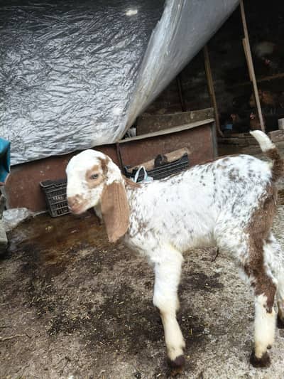 bakra bhawalpuri Makhi cheena for sale available