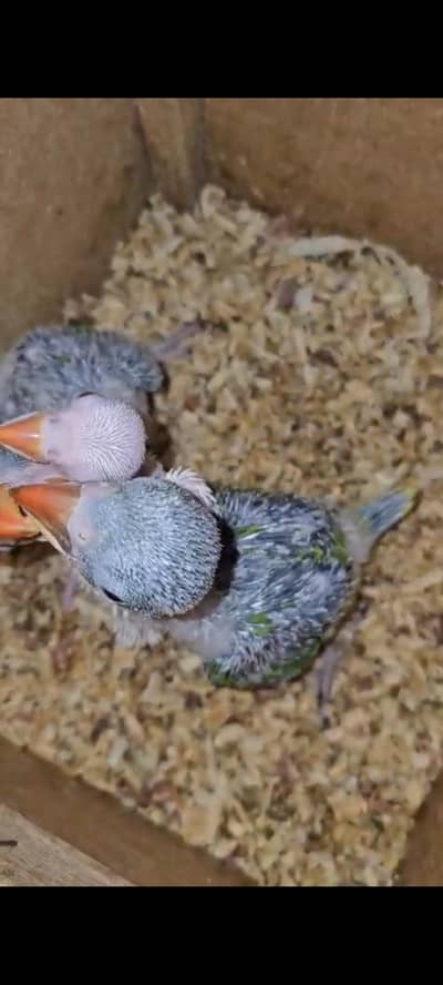 raw jambo size chicks