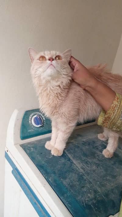 Persian Female (Breeder)