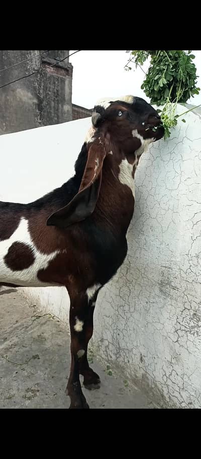 Nagra Daba Breeder for sale