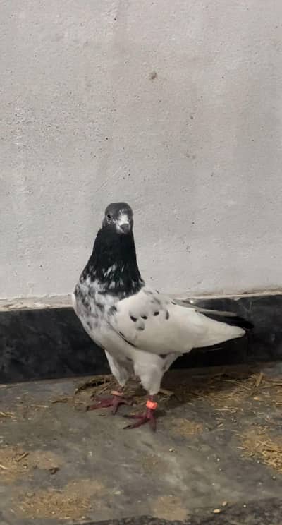 Sialkot pigeon for sale