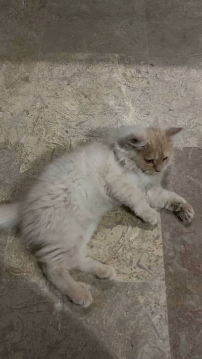 3 month persian female for sale