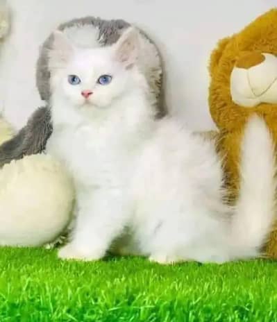 Persian cat triple quote 5 face mein later train