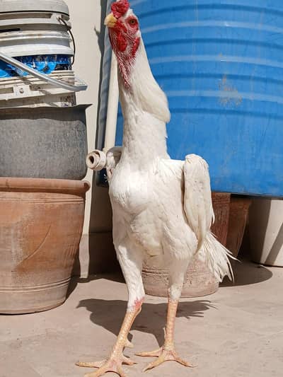 German paper White King Shamo