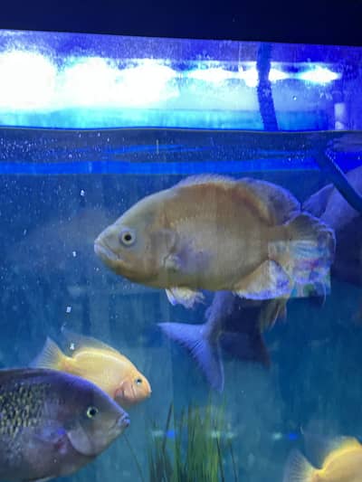 Oscar lemon parrot fish veija chiclids pacu fish aquarium fish