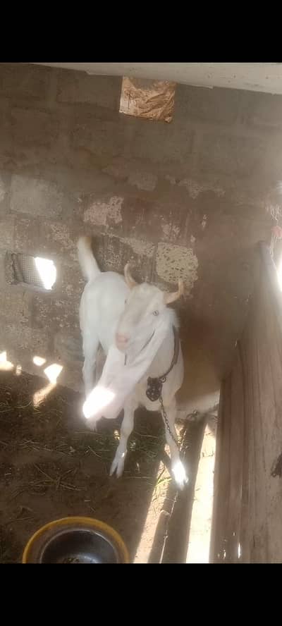 Bakra ful active h khata pita Ghar ka bacha Pala hua h 03122429185