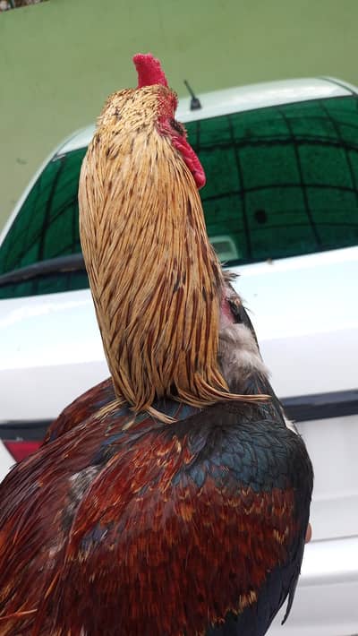 green jawa 03499372469