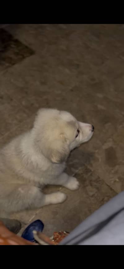 Russian dog petiger breed puppy