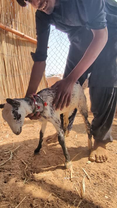 Burburry & Tapri Breed for Sale