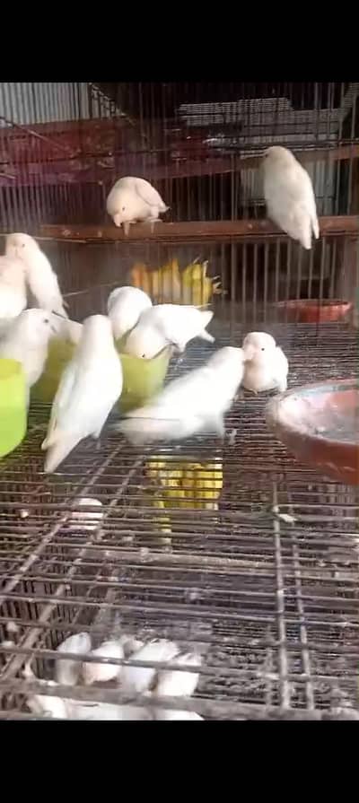 Breeder lovebirds available for sale