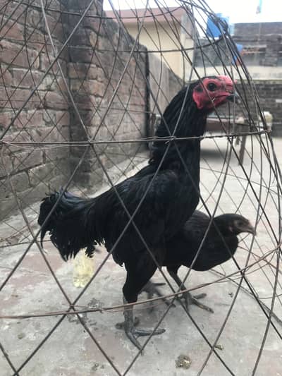 Pure thai chiks available lokers ki garranty hai