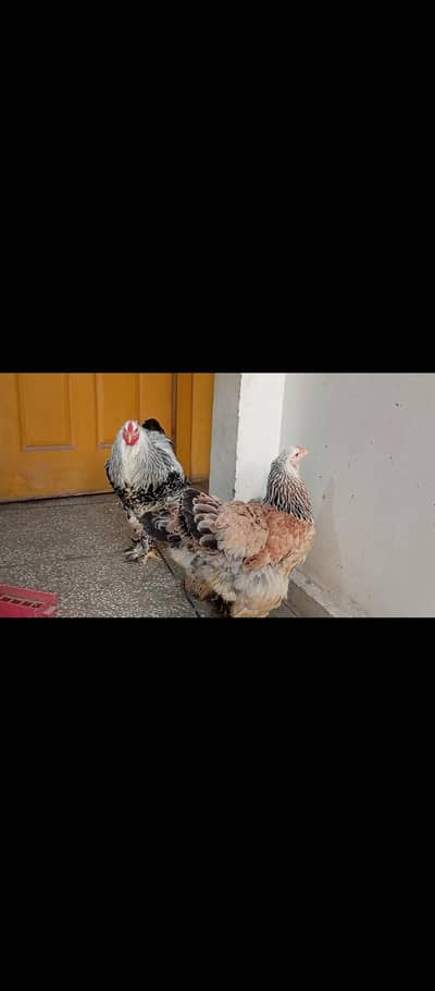 Brahma pair for sale