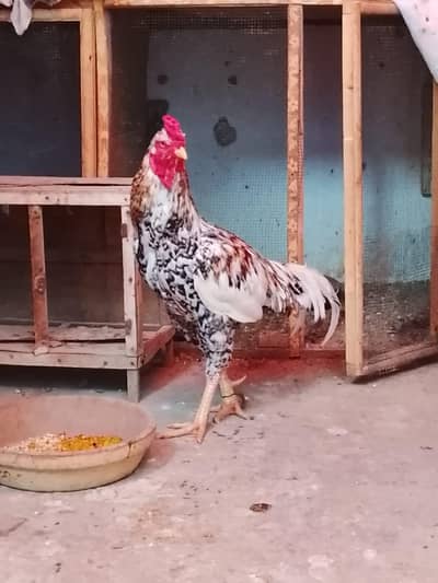 Old Blood Aseel Mianwali