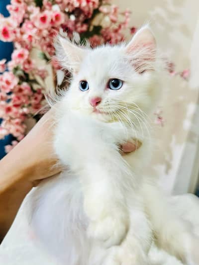 Persian cat triple quote 5 face mein later train