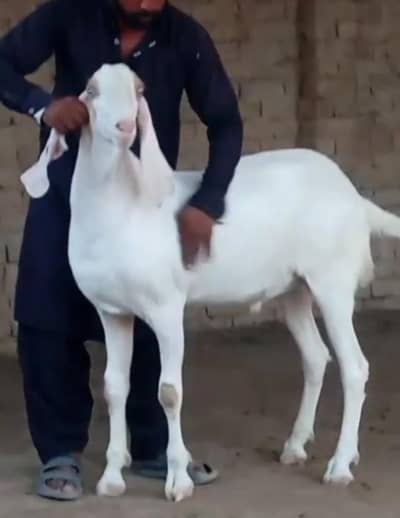 Desi betal Bakra for sale contact WhatsApp 03,,23,21,54,780