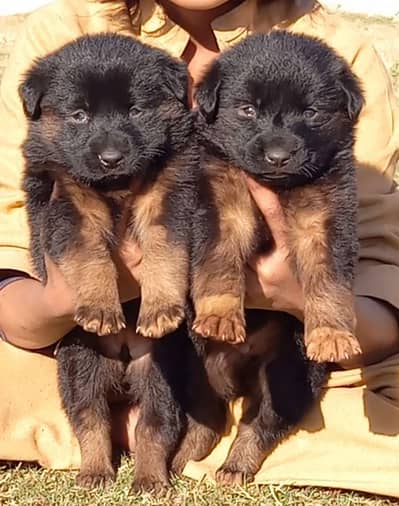 German Shepherd puppies for sale