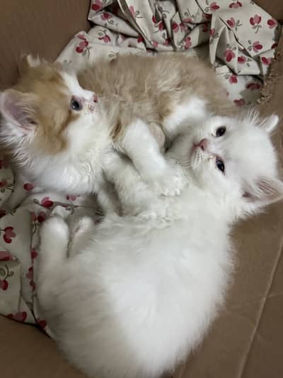 Persian kittens