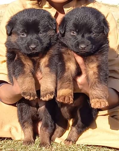 German Shepherd puppies for sale